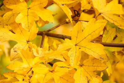 Full frame shot of autumn leaves