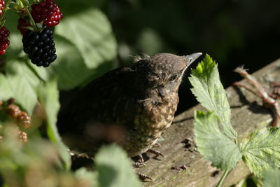 Close-up of bird on fruit