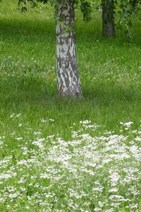 Fresh white flower tree in meadow