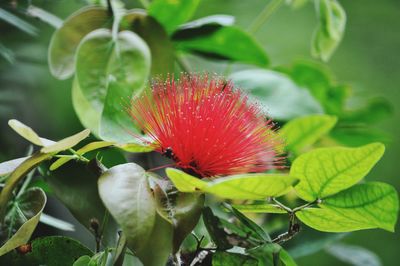 Close-up of red flower