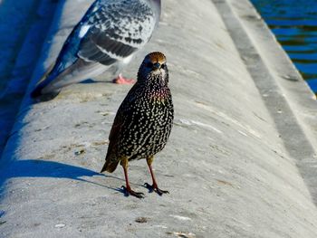 Close-up of starling perching on retaining wall