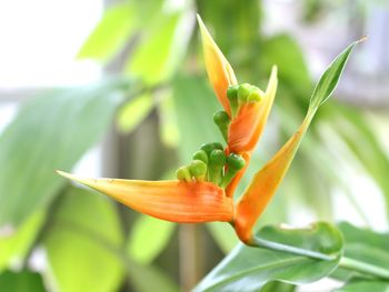 Close-up of orange day lily blooming in park