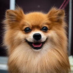 Close-up portrait of dog