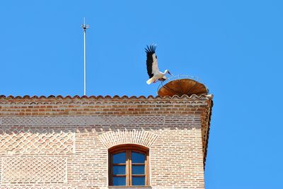Low angle view of seagull on roof against building