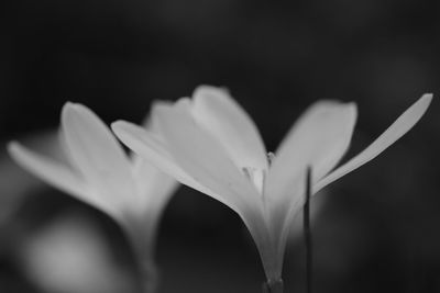 Close-up of white flowers