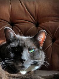 Close-up portrait of black cat on sofa