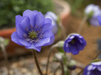 Close-up of purple crocus flowers