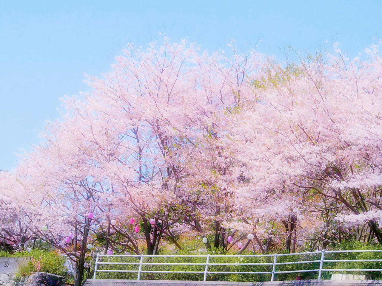 tree, springtime, flower, pink color, growth, nature, beauty in nature, outdoors, blossom, no people, sky, day, almond tree, freshness