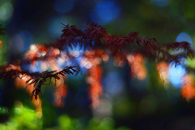 Low angle view of flowering plant