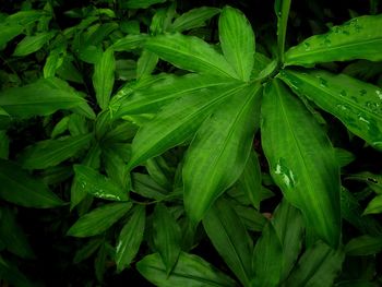 Full frame shot of wet plants