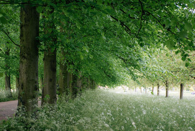 Footpath amidst trees