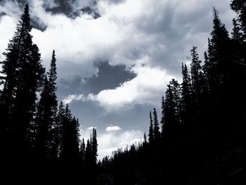 Low angle view of silhouette trees against sky