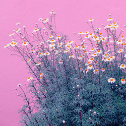 Close-up of pink flowering plants on land against sky