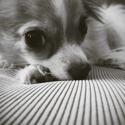 Close-up portrait of a dog