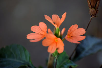 Close-up of orange flowering plant