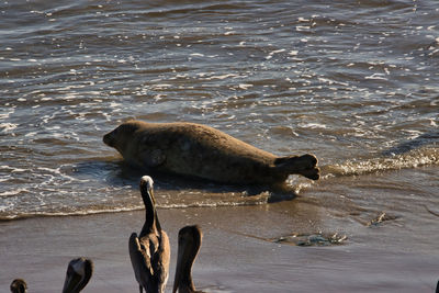 View of an animal on beach