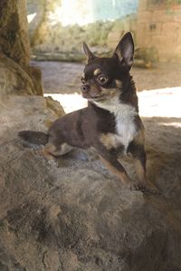 Portrait of dog sitting on rock