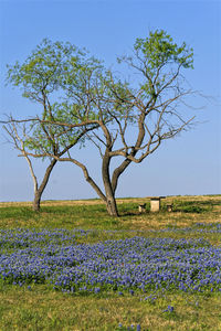 Trees on field against clear blue sky