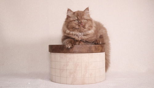 Portrait of cat sitting on floor