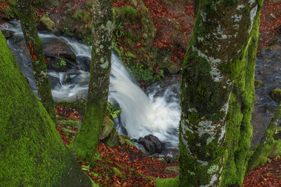 View of waterfall in forest