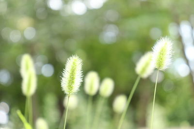 Close-up of flowering plant on field