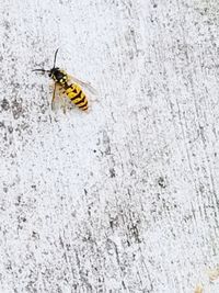 Close-up of bee on yellow leaf