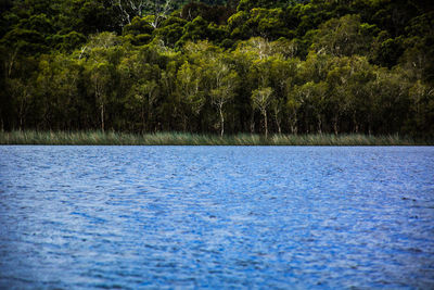 Scenic view of lake in forest