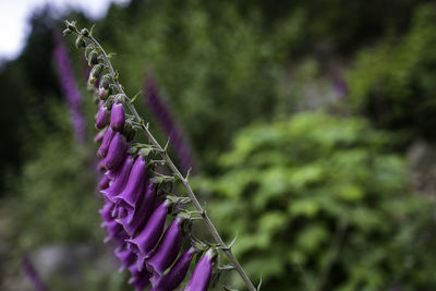 Close-up of purple flowering plant