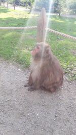 Monkey sitting on field