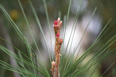 Close-up of flower against blurred background