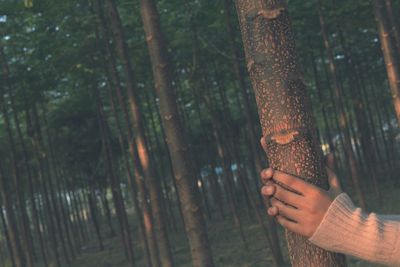 Close-up of human hands holding tree trunk in forest