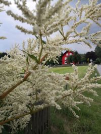 Close-up of flowering plants on field against sky