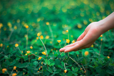 Cropped hand on woman touching flowers on field