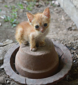 Portrait of kitten sitting on built structure