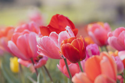Close-up of pink tulips