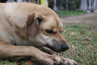 Close-up of dog on field