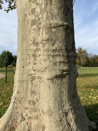 Close-up of tree trunk on field