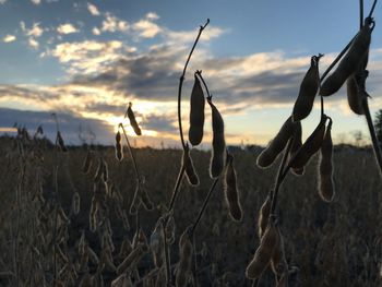 Close-up of plants growing on field against sky