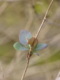 Close-up of insect on plant