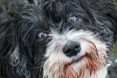 Close-up portrait of puppy