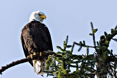 Low angle view of eagle perching on tree against sky