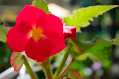 Close-up of red flowers blooming outdoors