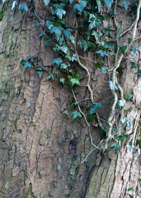 Close-up of ivy growing on tree trunk