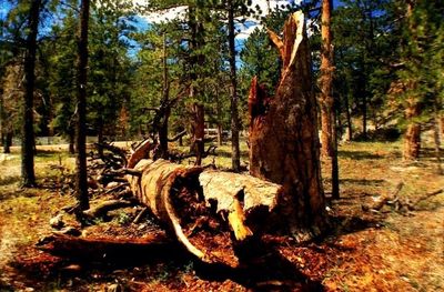 Trees in forest