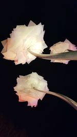 Close-up of rose against black background