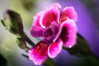 Close-up of pink flowering plant