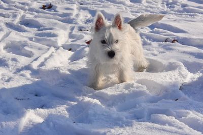 Dog in snow covered field
