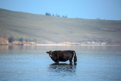 Horse in a lake