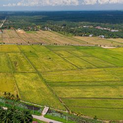 High angle view of agricultural field