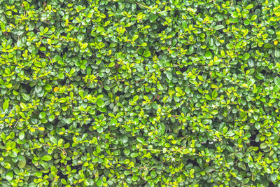 Full frame shot of fresh green plants